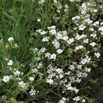 Gypsophila repens Alba (zaad) - Kruipend gipskruid