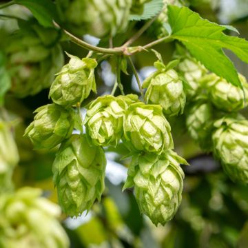 Hop (zaad) - Humulus lupulus