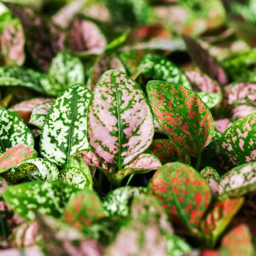 Hypoestes Coloratus Mix (zaad) - Sproetenplant