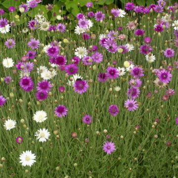 Papierbloem Mix (zaad) - Xeranthemum annuum