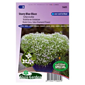 Ionopsidium acaule Starry Blue Blaze (zaad)