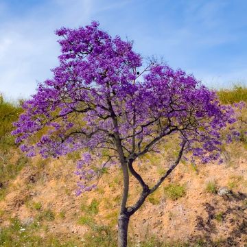 Jacaranda mimosifolia (zaad) - Blauwe jacaranda