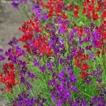 Linaria maroccana Rhythm & Blues (zaad) - Marokkaans vlasleeuwenbekje