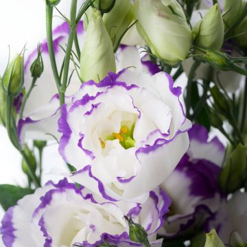 Lisianthus F1 Cessna Blue Picotee III (zaad) - Eustoma