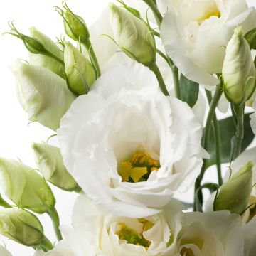 Lisianthus F1 Cessna Pure White III (zaad) - Eustoma
