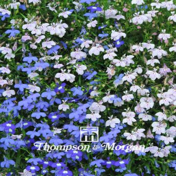 Lobelia erinus String of Pearls (zaad) - Hanglobelia