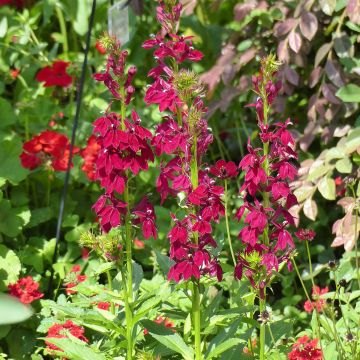 Lobelia speciosa Fan Burgundy (zaad) - Scharlaken lobelia