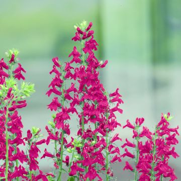 Lobelia speciosa Fan Scarlet (zaad) - Scharlaken lobelia