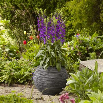 Lobelia speciosa Starship Blue (zaad) - Scharlaken lobelia Lobelia speciosa Starship Blue (zaad) - Scharlaken lobelia