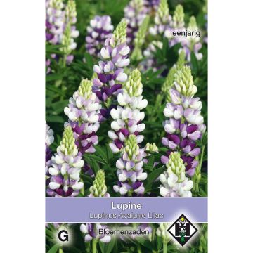 Lupinus hartwegii Avalune Lilac (zaad) - Eenjarige lupine