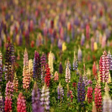 Lupinus Russell Hybrids Mix (zaad) - Lupine