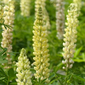 Lupinus Chandelier (zaad) - Lupine