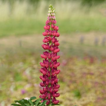 Lupinus Mon Château rood (zaad) - Lupine