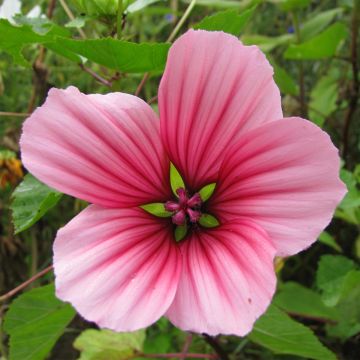 Malope trifida Mixed (zaad) - Drielobbige malope