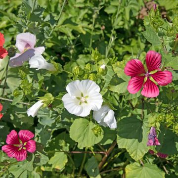 Malope trifida Wit (zaad) - Drielobbige malope