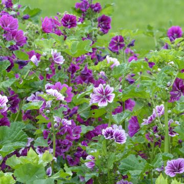 Malva sylvestris Purple Zebra Mix (zaad) - Groot kaasjeskruid