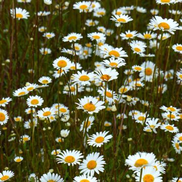 Leucanthemum vulgare (zaad Bio) - Margriet
