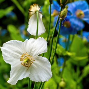 Meconopsis baileyi Alba (zaad) - Blauwe papaver