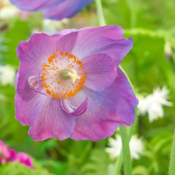 Meconopsis baileyi Hensol Violet (zaad) - Blauwe papaver