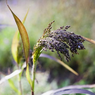 Panicum miliaceum Violaceum (zaad) - Gierst