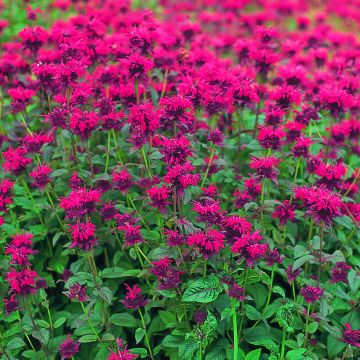 Monarda didyma Panorama Red Shades (zaad) - Bergamotplant