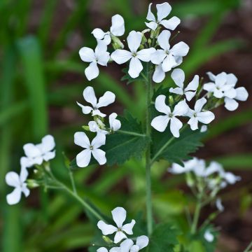 Lunaria annua Alba (zaad) - Judaspennig Lunaria annua Alba (zaad) - Judaspennig