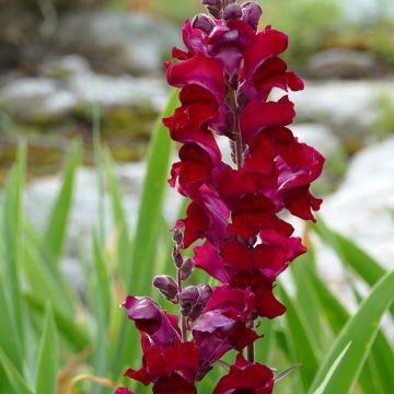 Leeuwenbek Black Prince (zaad) - Antirrhinum majus