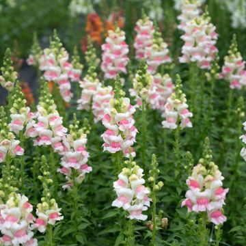 Leeuwenbek Opus III/IV Appleblossom (zaad) - Antirrhinum