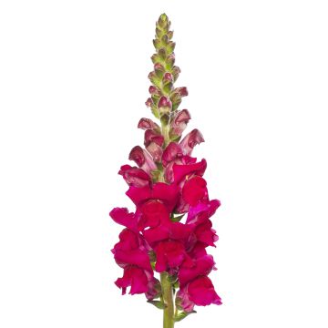 Leeuwenbek Orleans Lilac IV (zaad) - Antirrhinum majus