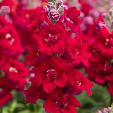 Leeuwenbek Sweet Duet Deep Red (zaad) - Antirrhinum majus Leeuwenbek Sweet Duet Deep Red (zaad) - Antirrhinum majus