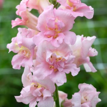 Antirrhinum majus Madame Butterfly F1 Pink (zaad) - Leeuwenbek