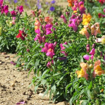 Leeuwenbek Magic Carpet Mix (zaad) - Antirrhinum majus