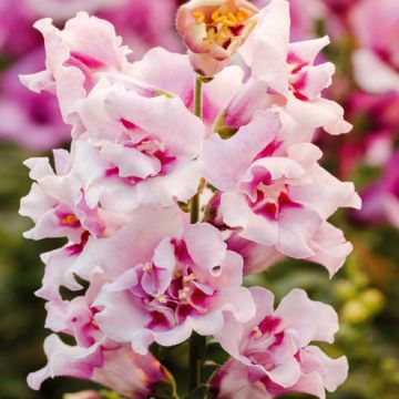 Leeuwenbek Twinny Orchid F1 (zaad) - Antirrhinum majus