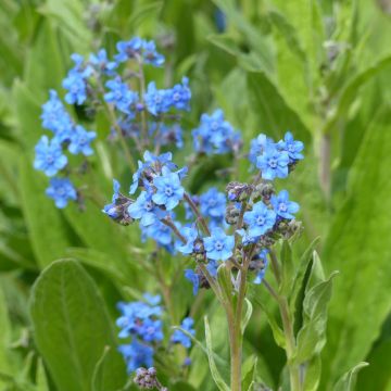 Cynoglossum amabile Firmament (zaad) - Chinees vergeet-mij-nietje