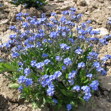 Myosotis sylvatica Ultramarine (zaad) - Bosvergeet-mij-nietje