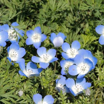 Nemophila menziesii Baby Blue Eyes (zaad) - Bosliefje