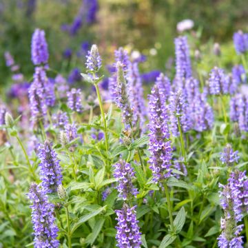 Nepeta nervosa Blue Moon (zaad) - Kattenkruid