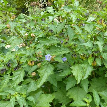 Nicandra physalodes (zaad) - Zegekruid
