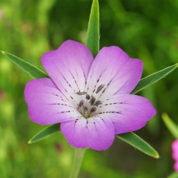 Agrostemma githago (zaad) - Bolderik
