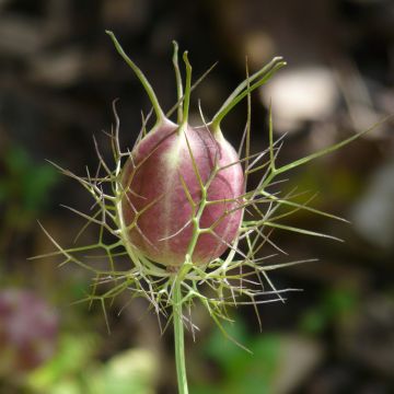 Nigella damascena Wit Rood (zaad) - Juffertje-in-het-groen