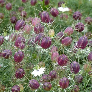 Nigella damascena Wit Rood (zaad) - Juffertje-in-het-groen