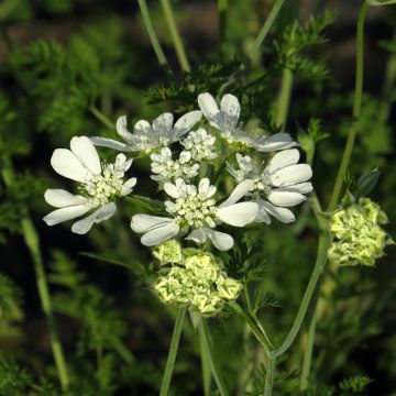 Orlaya grandiflora (zaad) biologisch - Straalscherm