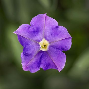 Petunia Flashforward Sky Blue (zaad) - Hangpetunia