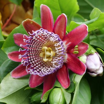 Passiflora quadrangularis (zaad) - Reuzenpassiebloem