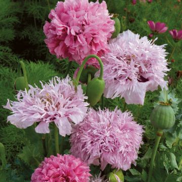 Papaver somniferum Tallulah Belle Blush (zaad) - Eenjarige slaapbol