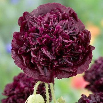 Papaver somniferum Black Peony (zaad) - Eenjarige slaapbol