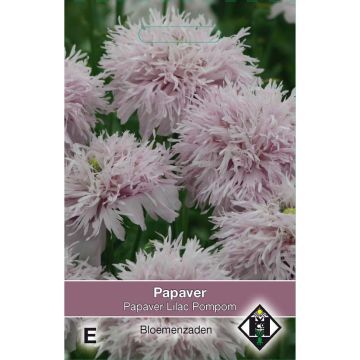 Papaver somniferum Lilac Pompom (zaad) - Slaapbol