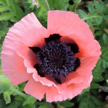 Papaver orientale Prinzessin Viktoria Luise (zaad) - Oosterse papaver