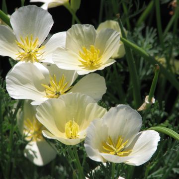 Eschscholzia californica Alba (zaad) – Slaapmutsje