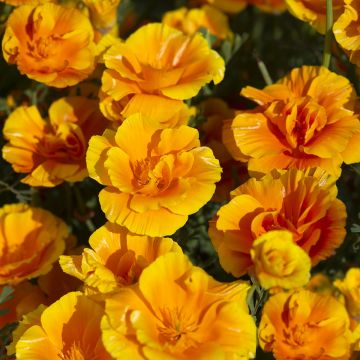 Eschscholzia californica Lady Marmalade (zaad) – Slaapmutsje Eschscholzia californica Lady Marmalade (zaad) – Slaapmutsje